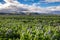 Nootka lupine fields in Iceland