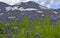 Nootka lupine in front of mountain on background in Iceland