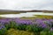 Nootka lupines