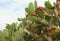 Nopales or Prickly Pear Cactus with fruit in tula, hidalgo, mexico I