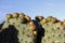 Nopales or Prickly Pear Cactus with fruits, widely used in natural traditional medicine. I