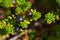Nordic berries Black Crowberry. Close view.
