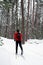 Nordic Skier in Pine Forest