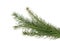 Nordmann Christmas tree branch piece on white background