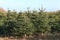 Nordmann fir plantation