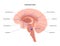 Norepinephrine hormone pathway