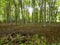 Norfolk Forest in the uk with trees in cleared coppice