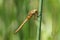 A Norfolk Hawker also known as a Green-eyed Hawker.