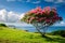 Norfolk Island hibiscus (Lagunaria patersonia) - Norfolk Island