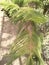 NORFOLK ISLAND PINE