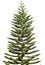 Norfolk Island Pine