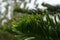 Norfolk Island Pine Araucaria heterophylla