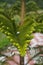 Norfolk Island Pine, Araucaria heterophylla
