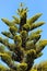 Norfolk island pine, Araucaria heterophylla in a garden