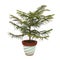 Norfolk Island Pine plant tree potted in flower pot