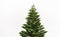 Norfolk Island pine tall straight green tree.