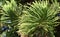 Norfolk Island Pine tree (Araucaria heterophylla) branch with leaves in Laguna Woods, California.