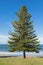 Norfolk Island pine tree growing on the seashore at Torquay surf