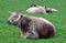 Norfolk longhorn cattle