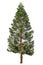 Norfolk pine or Araucaria pine tree.