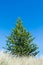 Norfolk pine in the dunes on the seaside