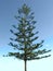 Norfolk Pine Tree