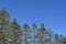 Norfolk pines image descending in size