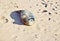 Norfolk seal rookery lying on the beach and closes his eys from the sun