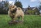 Norfolk Terrier