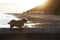 Norfolk terrier on the beach