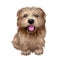 Norfolk terrier puppy British breed of dog digital art