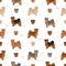 Norfolk terrier seamless pattern. Different poses, coat colors set