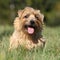 Norfolk terrier smiling at you