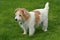 Norfolk Terrier stand on green grass