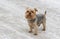 Norfolk terrier standing on a snow-covered street