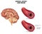 Normal artery structure and brain