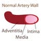 Normal artery wall illustration