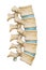 Normal five human lumbar vertebrae with discs isolated on white background 3D rendering illustration. Blank anatomical chart.