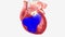 With normal flow, oxygenated and deoxygenated blood are separate