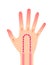 Normal hand blood circulation illustration / no text