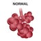 Normal healthy alveoli icon, realistic style