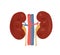 Normal kidney anatomy illustration