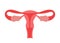 Normal ovary, healthy uterus womb of woman. Female reproductive system. Female internal organ. Vector illustration
