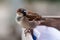 Normal sparrow sits on the fence edge.