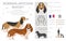 Norman Artesian Basset clipart. All coat colors set.; All dog breeds characteristics infographic