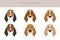 Norman Artesian Basset clipart. All coat colors set.; All dog breeds characteristics infographic