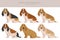 Norman Artesian Basset clipart. All coat colors set. All dog breeds characteristics infographic