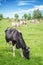 Norman black and white cows grazing on grassy green field with trees on a bright sunny day in Normandy, France