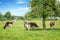 Norman black and white cows grazing on grassy green field with trees on a bright sunny day in Normandy, France. Summer countryside