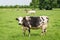 Norman black and white cows grazing on grassy green field with trees on a bright sunny day in Normandy, France. Summer countryside